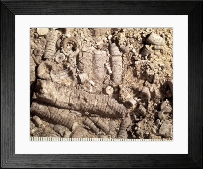 Framed Print : Crinoidal limestone Framed Print : Crinoidal limestone