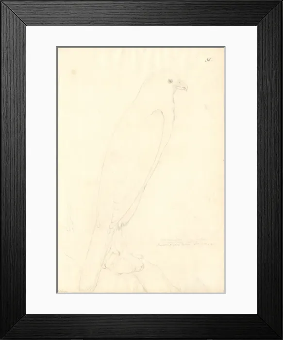 Framed Print : Accipiter novaehollandiae, variable goshawk Framed Print : Accipiter novaehollandiae, variable goshawk