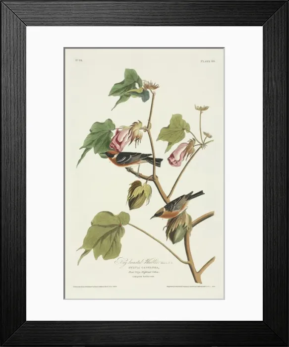 Framed Print : Dendroica castanea, bay-breasted warbler Framed Print : Dendroica castanea, bay-breasted warbler