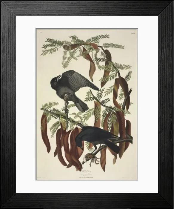 Framed Print : Coruvs ossifragus, fish crow Framed Print : Coruvs ossifragus, fish crow