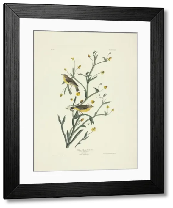 Framed Print : Dedroica palmarum, palm warbler Framed Print : Dedroica palmarum, palm warbler