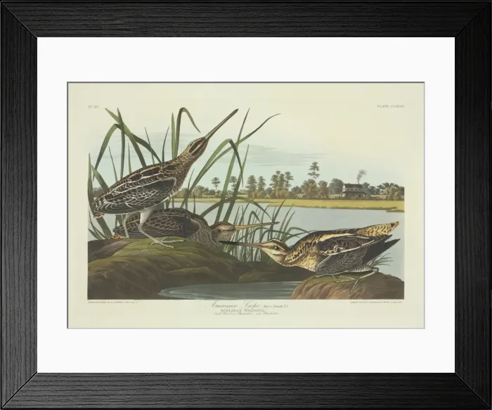 Framed Print : Gallinago gallinago, common snipe Framed Print : Gallinago gallinago, common snipe