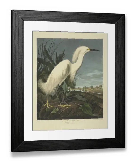 Framed Print : Egretta thula, snowy egret Framed Print : Egretta thula, snowy egret