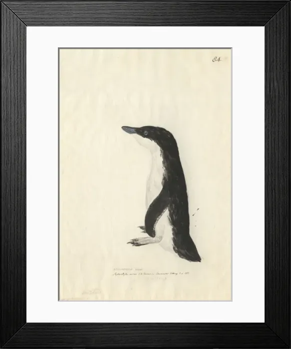 Framed Print : Eudyptula minor, little penguin Framed Print : Eudyptula minor, little penguin