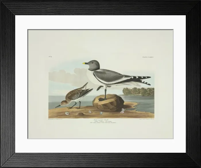 Framed Print : Xema sabini, Sabines gull, Calidris alba, sanderling Framed Print : Xema sabini, Sabines gull, Calidris alba, sanderling