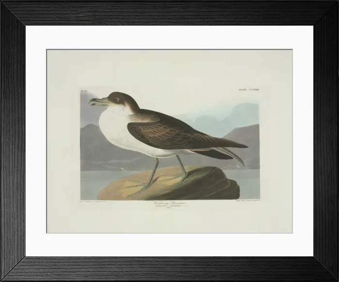Framed Print : Puffinus gravis, great shearwater Framed Print : Puffinus gravis, great shearwater