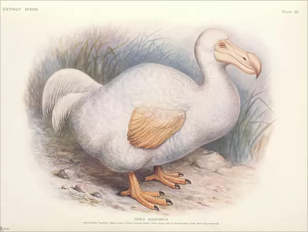 Raphus solitarius, Reunion white dodo
