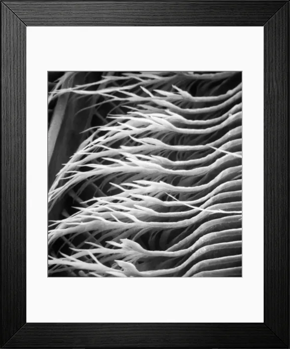 Framed Print : Feather detail Framed Print : Feather detail