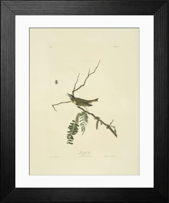 Framed Print : Pericriotus cinnamomeus, small minivet Framed Print : Pericriotus cinnamomeus, small minivet