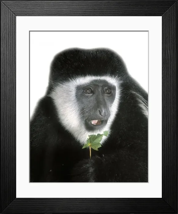 Framed Print : Colobus guereza, guereza Framed Print : Colobus guereza, guereza