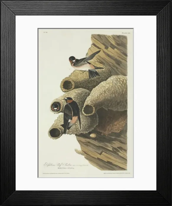 Framed Print : Petrochelidon pyrrhonota, cliff swallow Framed Print : Petrochelidon pyrrhonota, cliff swallow