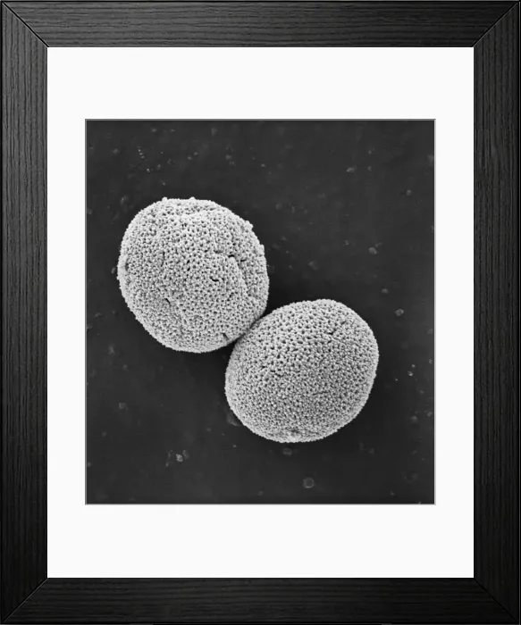 Framed Print : Populus nigra, lombardy or black poplar pollen Framed Print : Populus nigra, lombardy or black poplar pollen