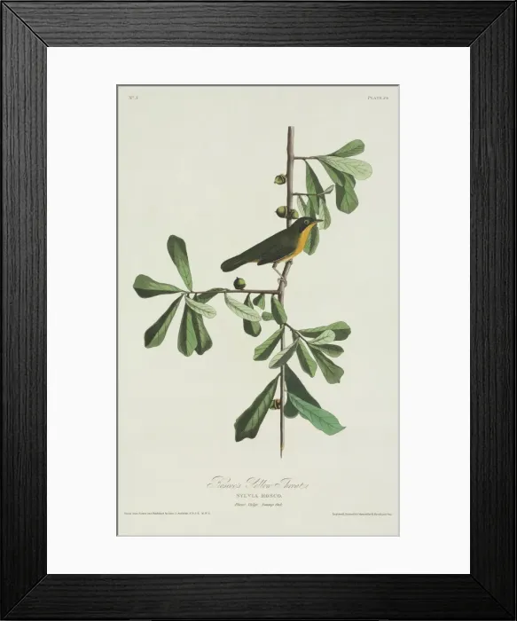 Framed Print : Geothlypis trichas, common yellowthroat Framed Print : Geothlypis trichas, common yellowthroat