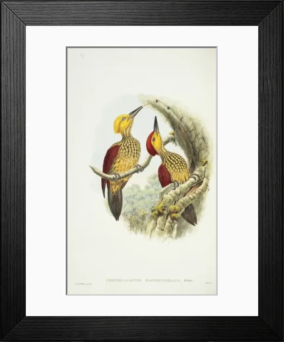 Framed Print : Chrysocolaptes lucidus xanthocephalus, greater flame-backed Framed Print : Chrysocolaptes lucidus xanthocephalus, greater flame-backed
