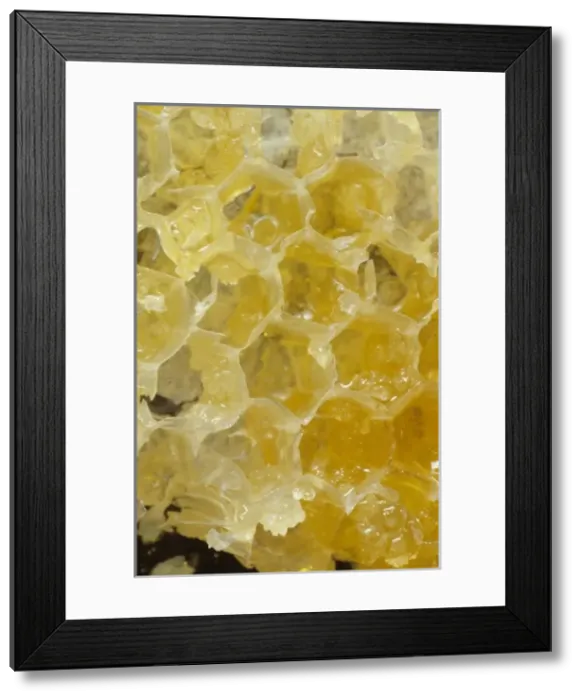 Framed Print : Honeycomb of Apis sp. honeybee Framed Print : Honeycomb of Apis sp. honeybee