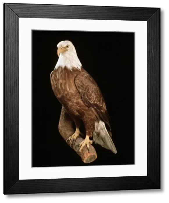 Framed Print : Haliaeetus leucocephalus, bald eagle Framed Print : Haliaeetus leucocephalus, bald eagle