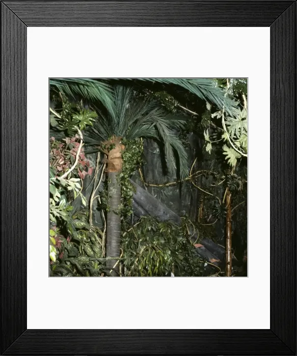 Framed Print : The rain forest Framed Print : The rain forest