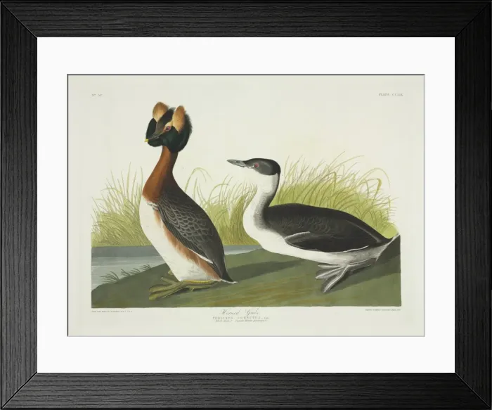 Framed Print : Podiceps auritus, Slavonian grebe Framed Print : Podiceps auritus, Slavonian grebe