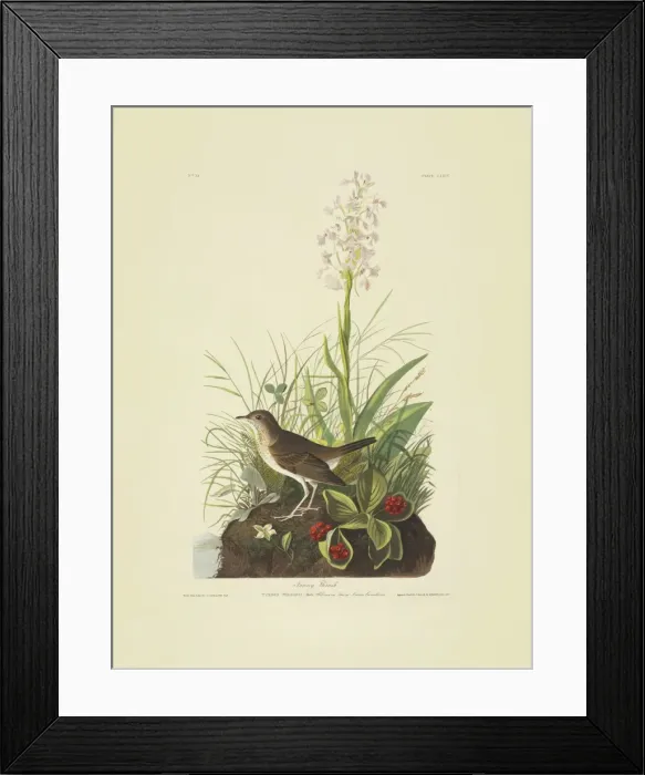 Framed Print : Catharus fuscescens, veery Framed Print : Catharus fuscescens, veery