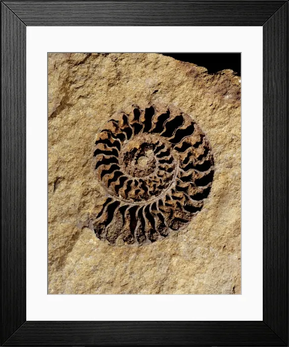 Framed Print : Ammonite internal cast Framed Print : Ammonite internal cast