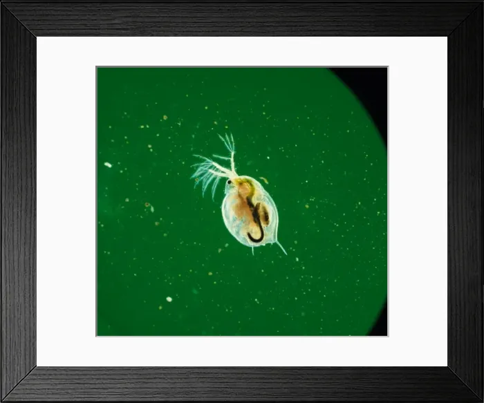 Framed Print : Daphnia, water flea Framed Print : Daphnia, water flea