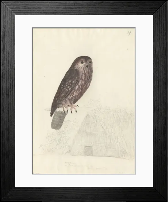 Framed Print : Ninox novaseelandiae, morepork