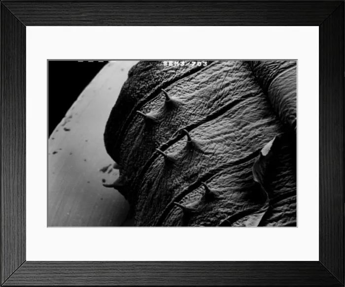 Framed Print : Lumbricus terrestris, earthworm Framed Print : Lumbricus terrestris, earthworm