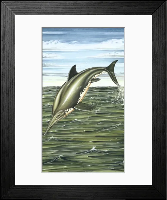 Framed Print : Ichthyosaurus Framed Print : Ichthyosaurus