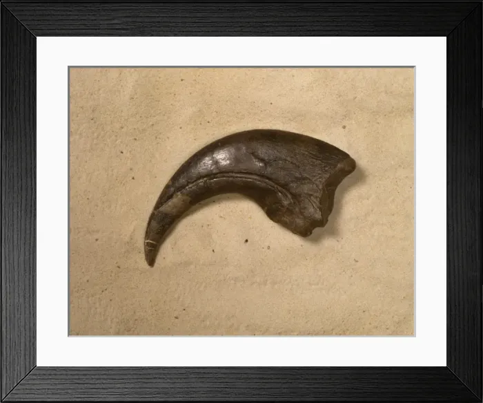 Framed Print : Baryonyx walkeri Framed Print : Baryonyx walkeri