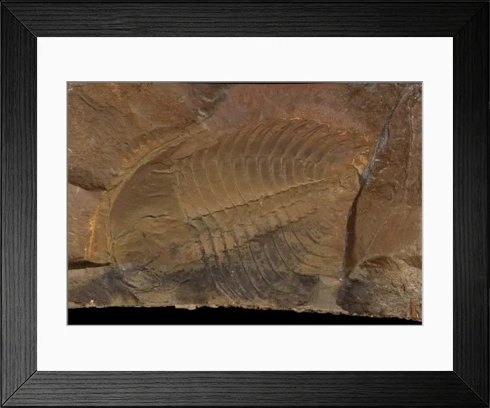 Framed Print : Wanneria walcottana, trilobite Framed Print : Wanneria walcottana, trilobite