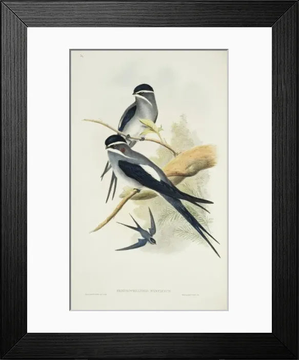 Framed Print : Hemiprocne mystacea, moustached treeswift Framed Print : Hemiprocne mystacea, moustached treeswift