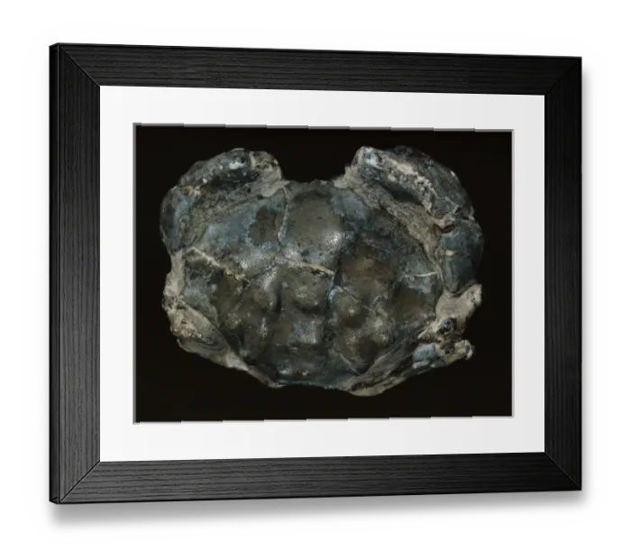 Framed Print : Fossilised Eocene crab Framed Print : Fossilised Eocene crab