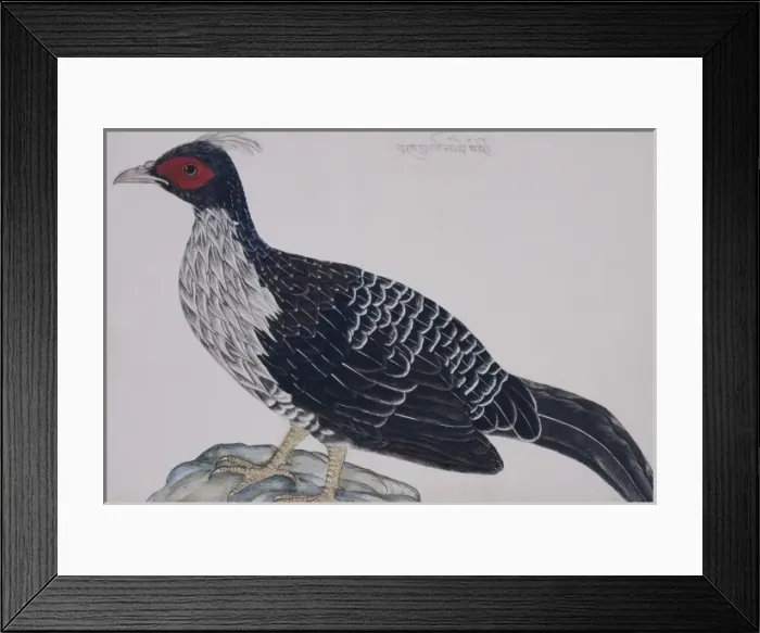 Framed Print : Lophura leucomelana, kalij pheasant Framed Print : Lophura leucomelana, kalij pheasant