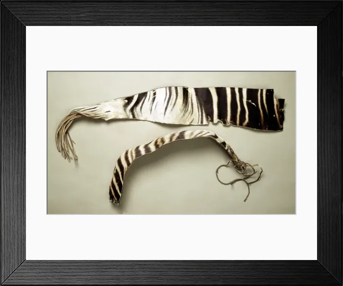 Framed Print : Okapia johnstoni, okapi Framed Print : Okapia johnstoni, okapi