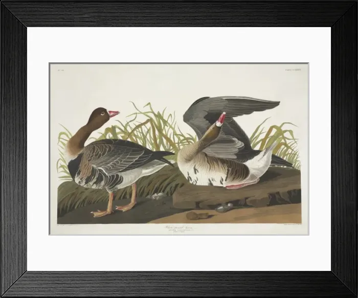 Framed Print : Anser albifrons, greater white-fronted goose Framed Print : Anser albifrons, greater white-fronted goose