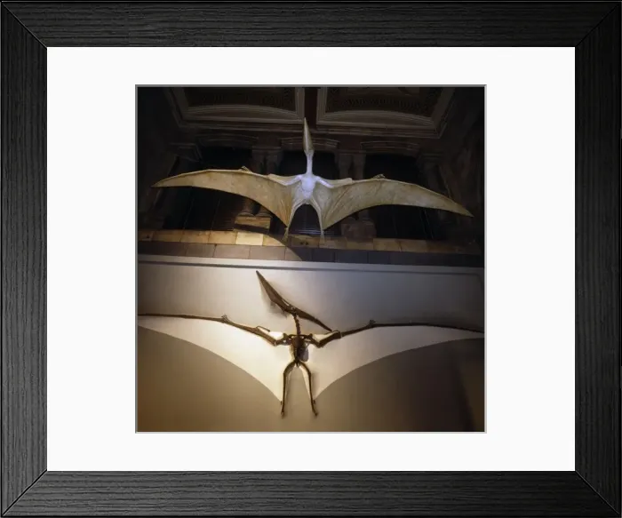 Framed Print : Pteranodon Framed Print : Pteranodon