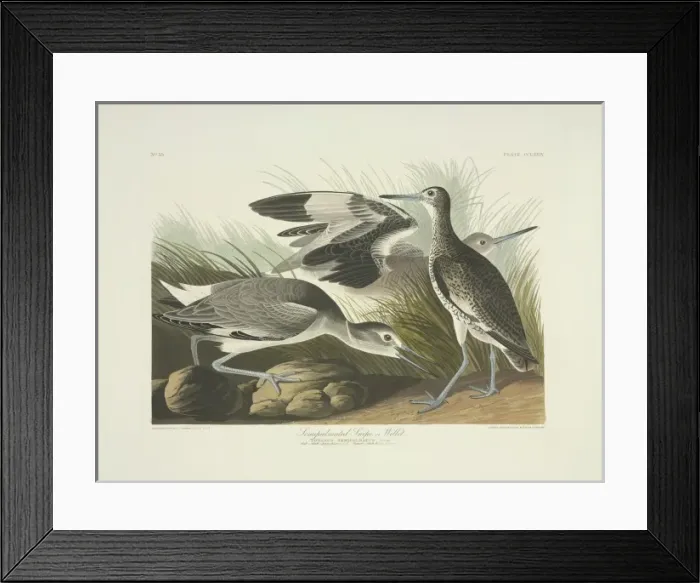Framed Print : Catoptrophorus semipalmatus, willet Framed Print : Catoptrophorus semipalmatus, willet
