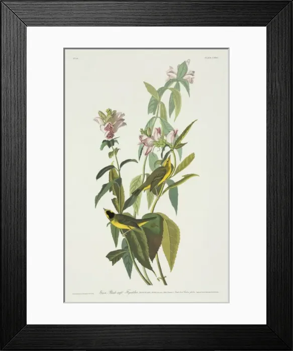 Framed Print : Wilsonia pusilla, Wilsons warbler Framed Print : Wilsonia pusilla, Wilsons warbler