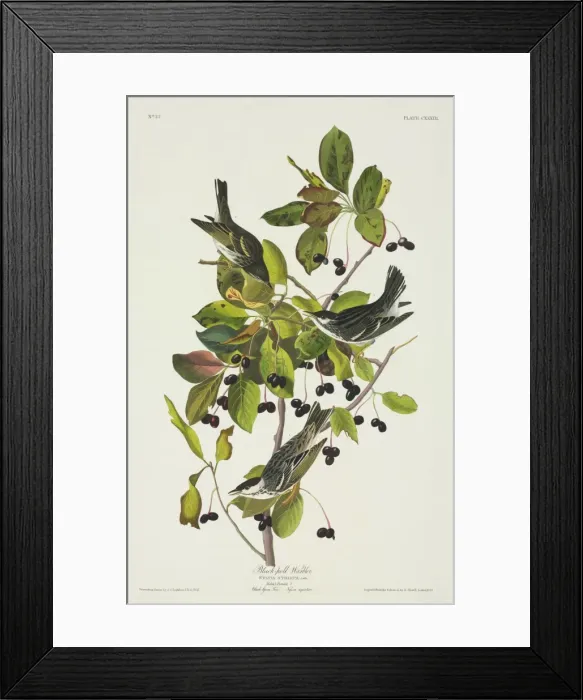 Framed Print : Dendroica striata, blackpoll warbler Framed Print : Dendroica striata, blackpoll warbler
