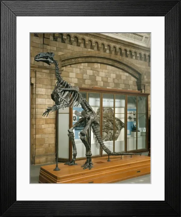 Framed Print : Iguanodon atherfieldensis Framed Print : Iguanodon atherfieldensis