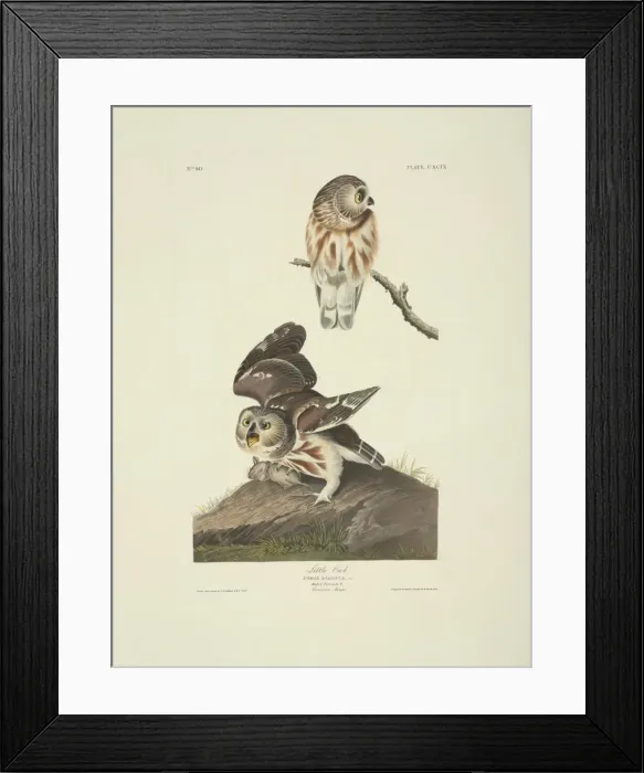 Framed Print : Aegolius acadicus, northern saw-whet owl Framed Print : Aegolius acadicus, northern saw-whet owl