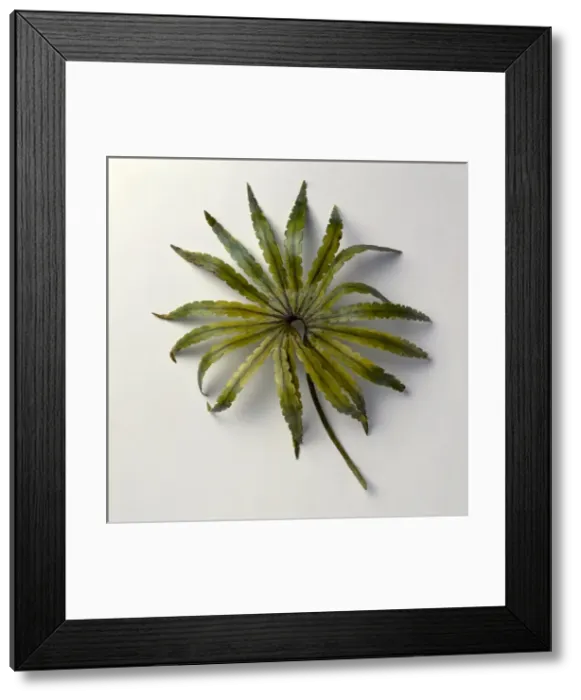 Framed Print : Gleichenites, Late Jurassic fern Framed Print : Gleichenites, Late Jurassic fern