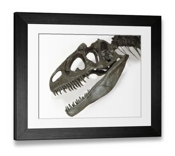 Framed Print : Allosaurus Framed Print : Allosaurus