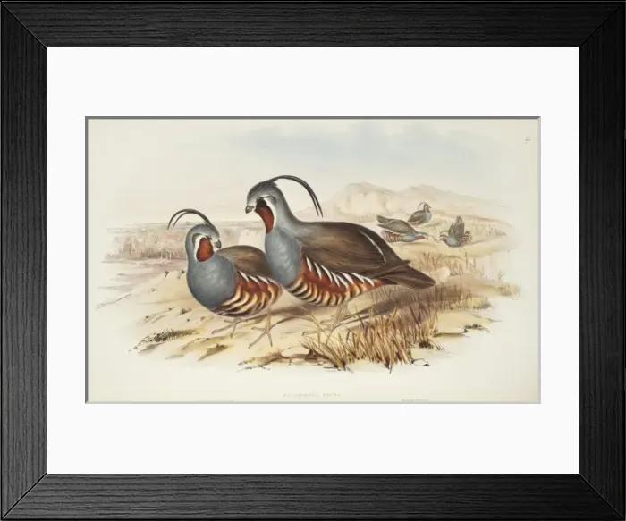 Framed Print : Oreortyx pictus, mountain quail Framed Print : Oreortyx pictus, mountain quail