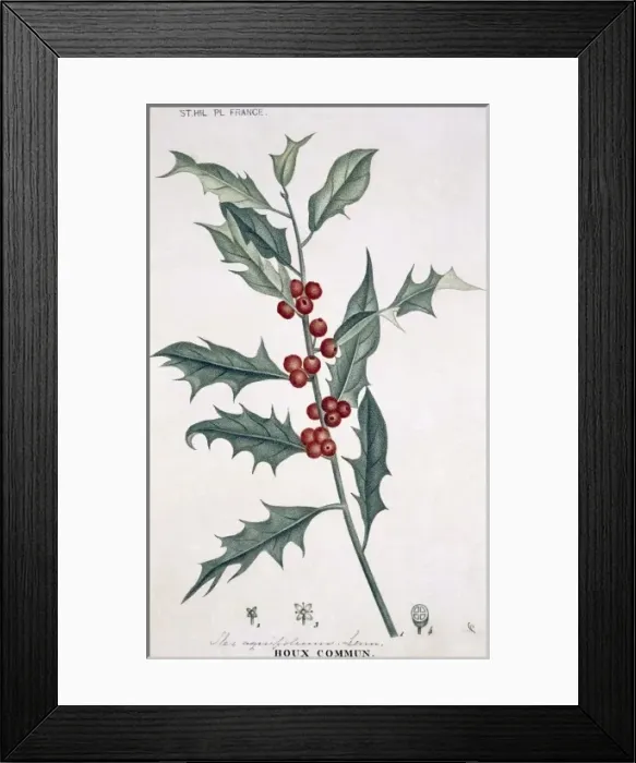 Framed Print : Ilex aquifolium L. Houx commum, holly Framed Print : Ilex aquifolium L. Houx commum, holly