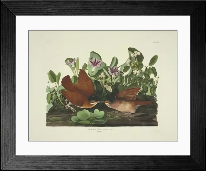 Framed Print : Geotrygon chrysia, Key West quail dove Framed Print : Geotrygon chrysia, Key West quail dove