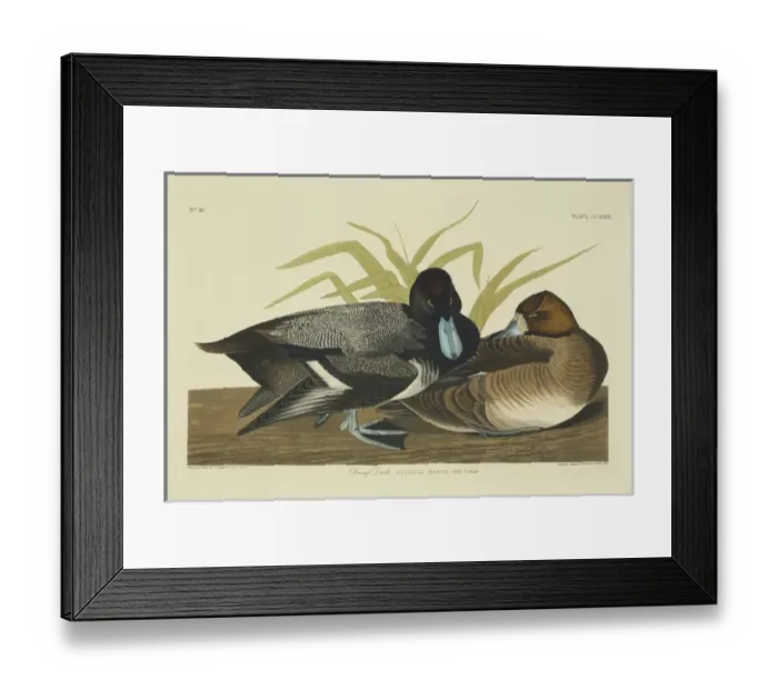 Framed Print : Anthya marila, greater scaup Framed Print : Anthya marila, greater scaup