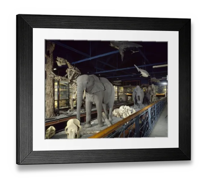 Framed Print : Large mammal exhibition at The Natural History Museum at Tri Framed Print : Large mammal exhibition at The Natural History Museum at Tri