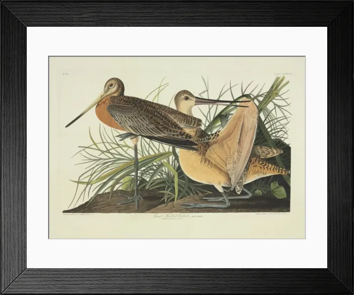 Framed Print : Limosa fedoa, marbled godwit Framed Print : Limosa fedoa, marbled godwit
