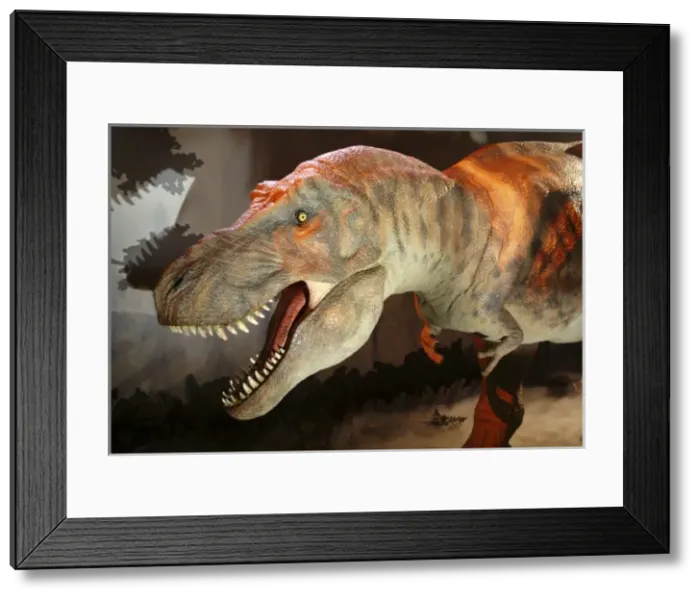 Framed Print : Tyrannosaurus rex Framed Print : Tyrannosaurus rex